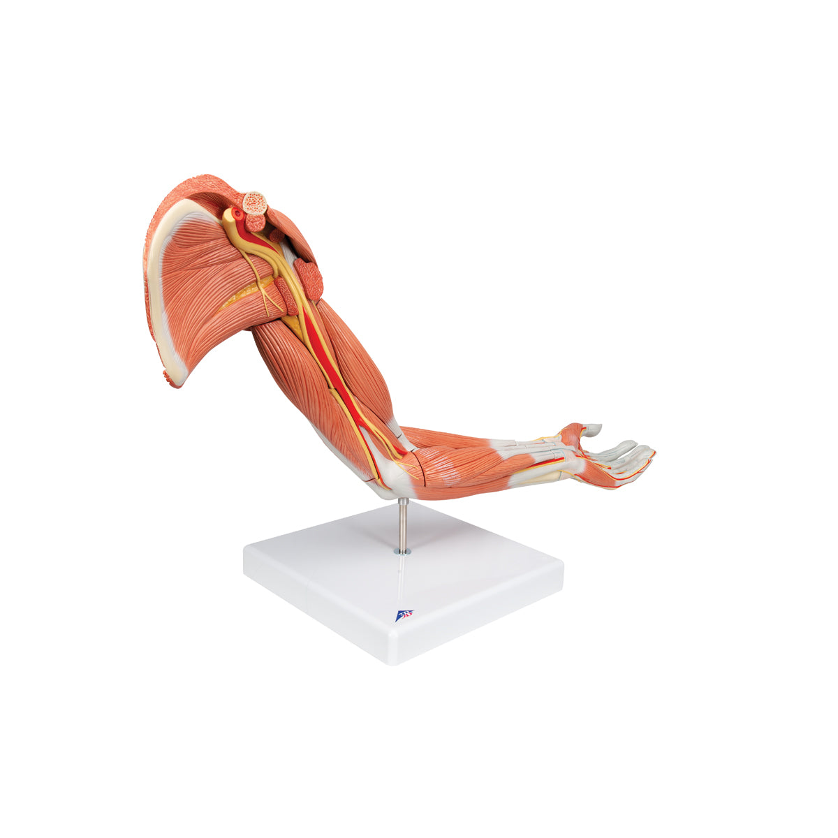 Life-Size Deluxe Muscle Arm Model, 6 Part