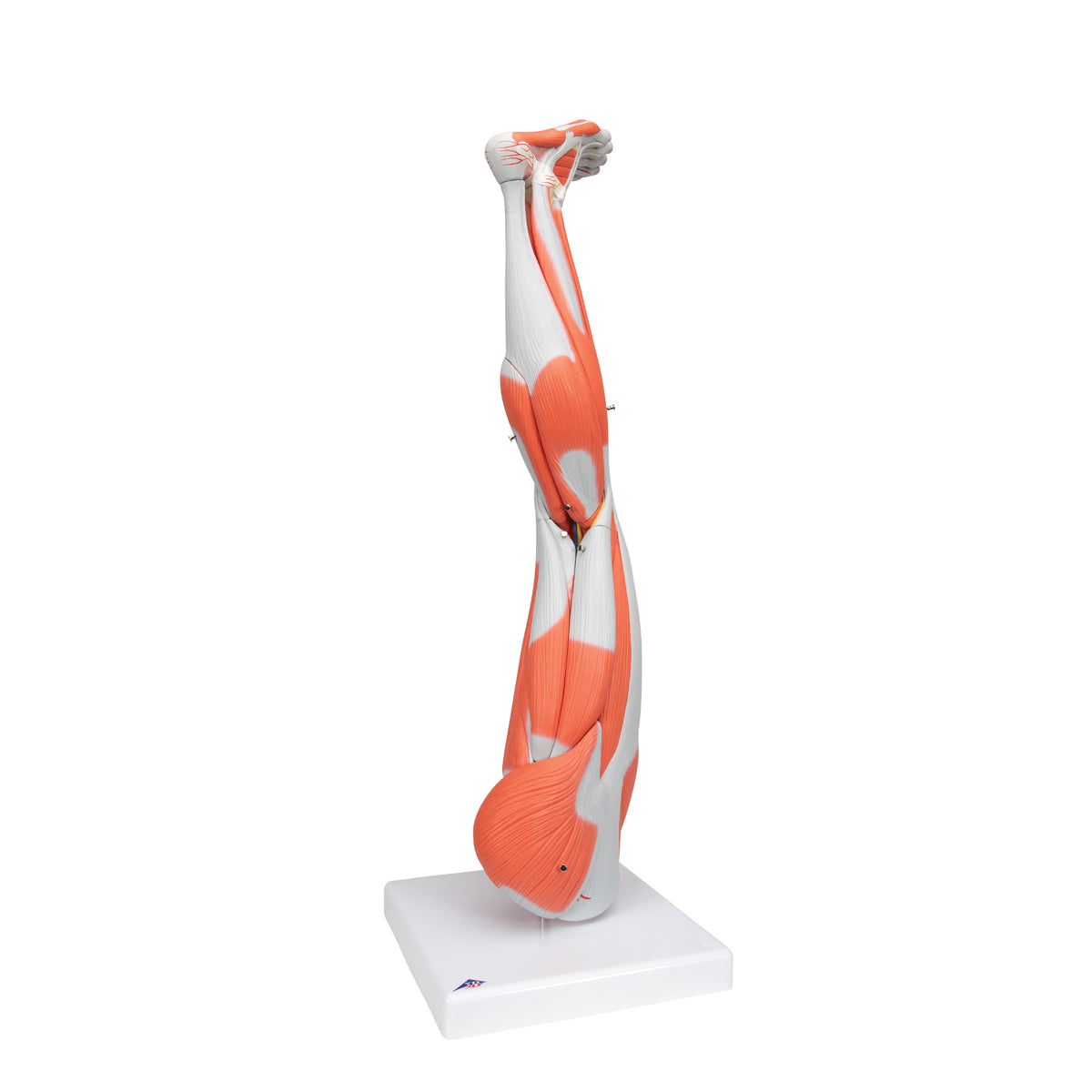 Muscle Leg Model, 3/4 Life-Size, 9 Part