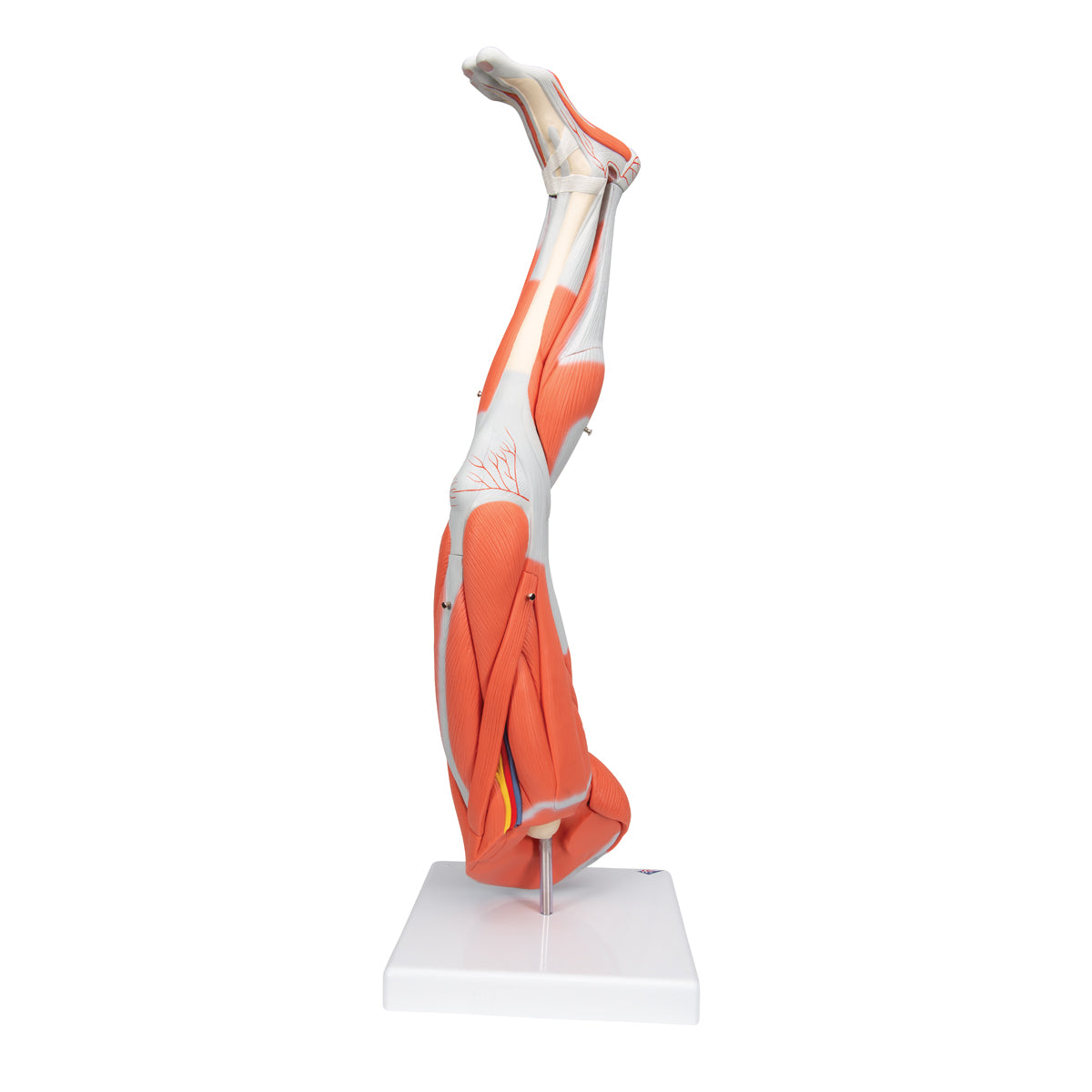 Muscle Leg Model, 3/4 Life-Size, 9 Part