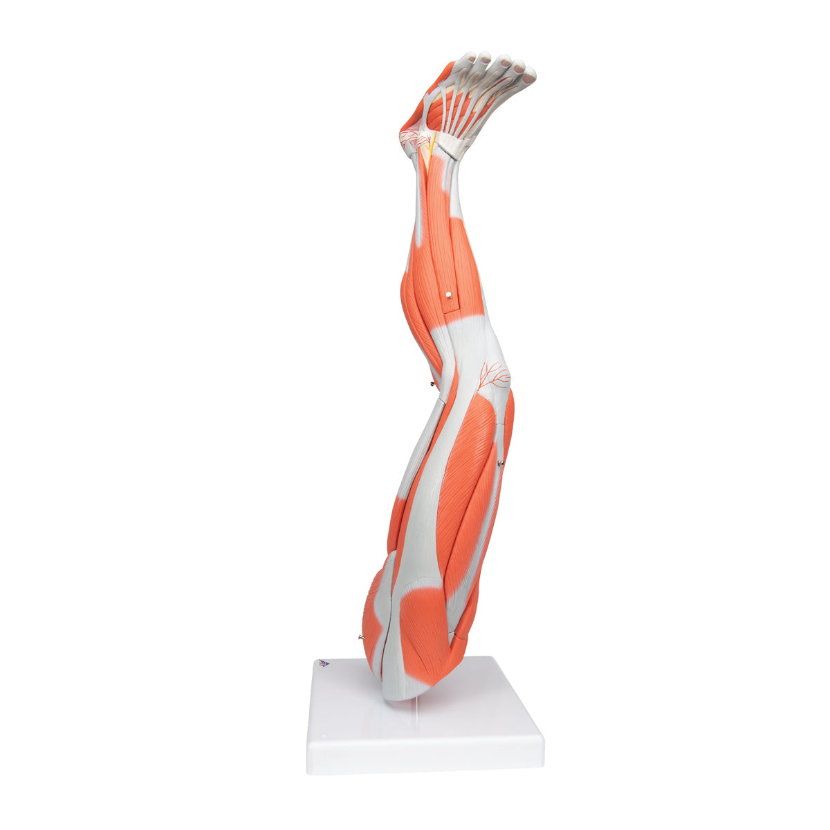 Muscle Leg Model, 3/4 Life-Size, 9 Part