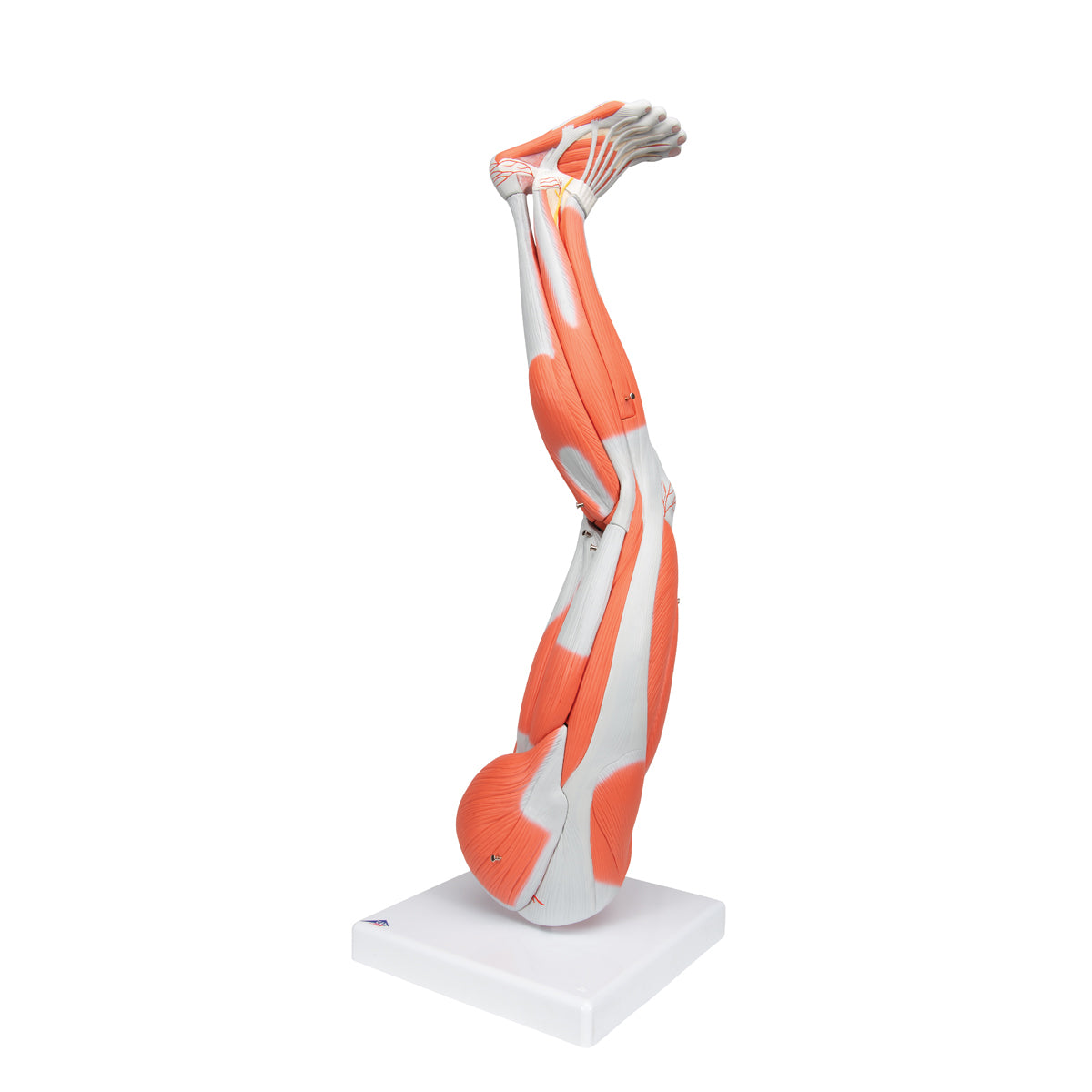 Muscle Leg Model, 3/4 Life-Size, 9 Part
