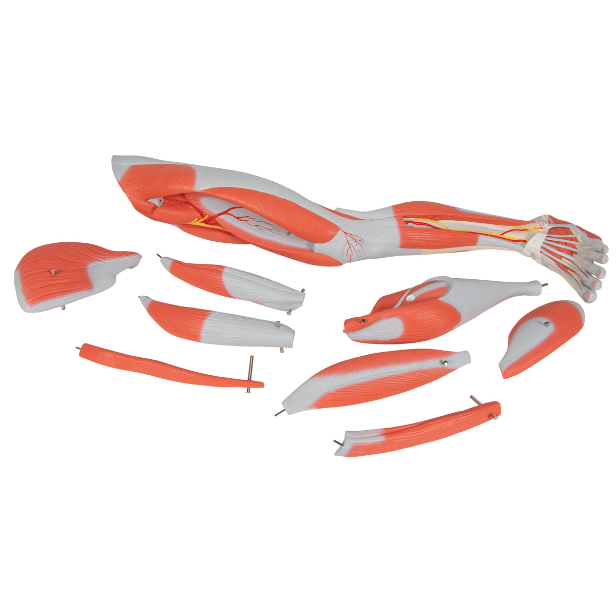 Muscle Leg Model, 3/4 Life-Size, 9 Part