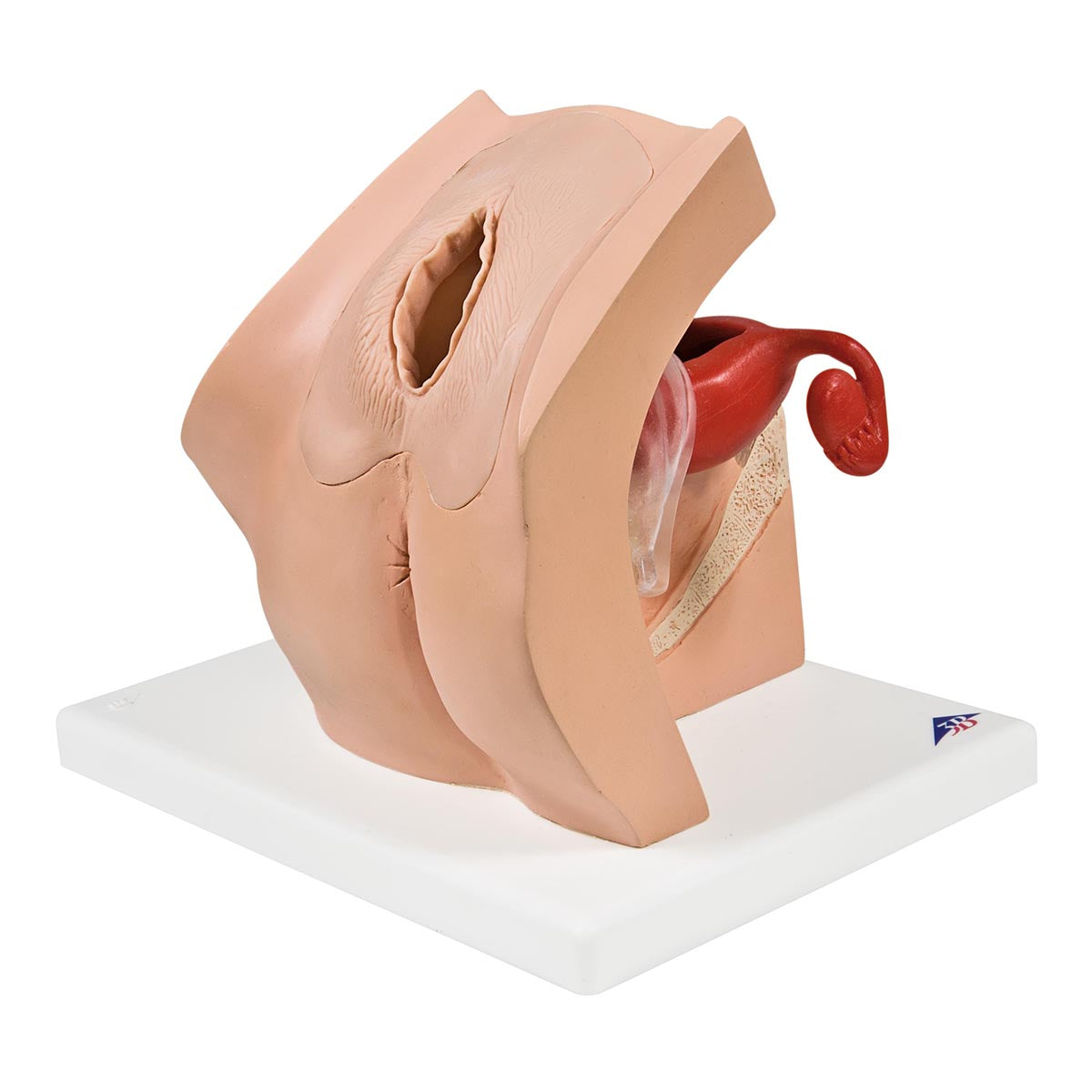 Gynecological Training Model for Patient Education - 3B Smart Anatomy