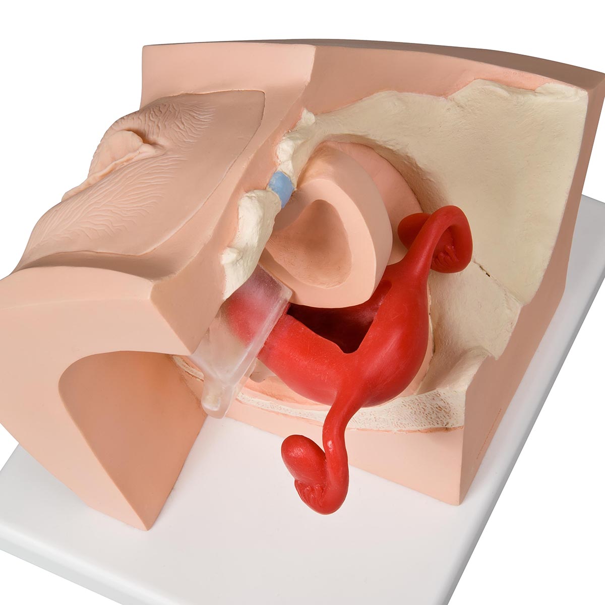 Gynecological Training Model for Patient Education - 3B Smart Anatomy