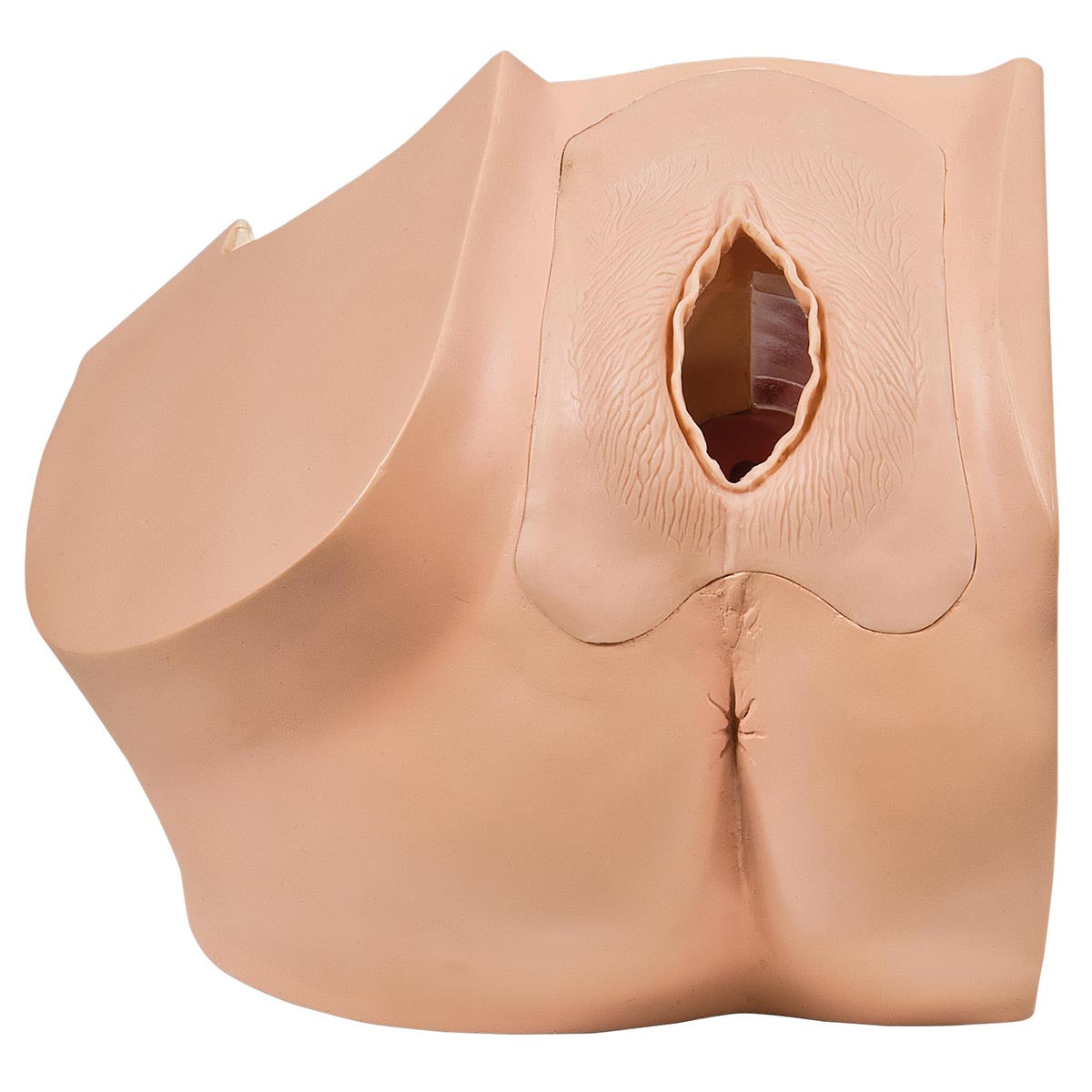 Gynecological Training Model for Patient Education - 3B Smart Anatomy