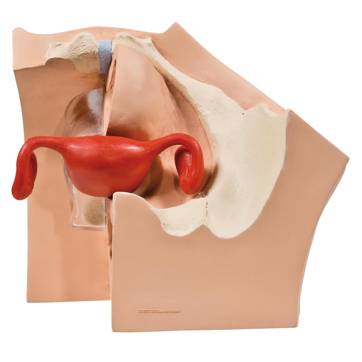 Gynecological Training Model for Patient Education - 3B Smart Anatomy