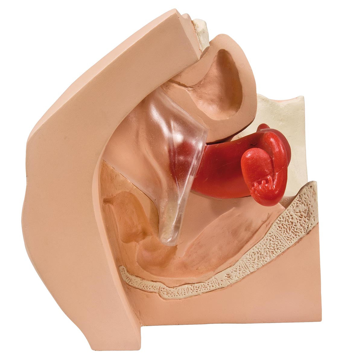 Gynecological Training Model for Patient Education - 3B Smart Anatomy