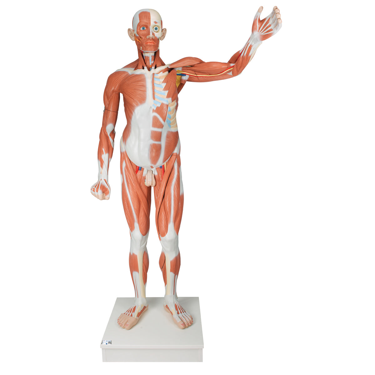 Male Muscular Anatomy Model, Life-Size, 37-Part