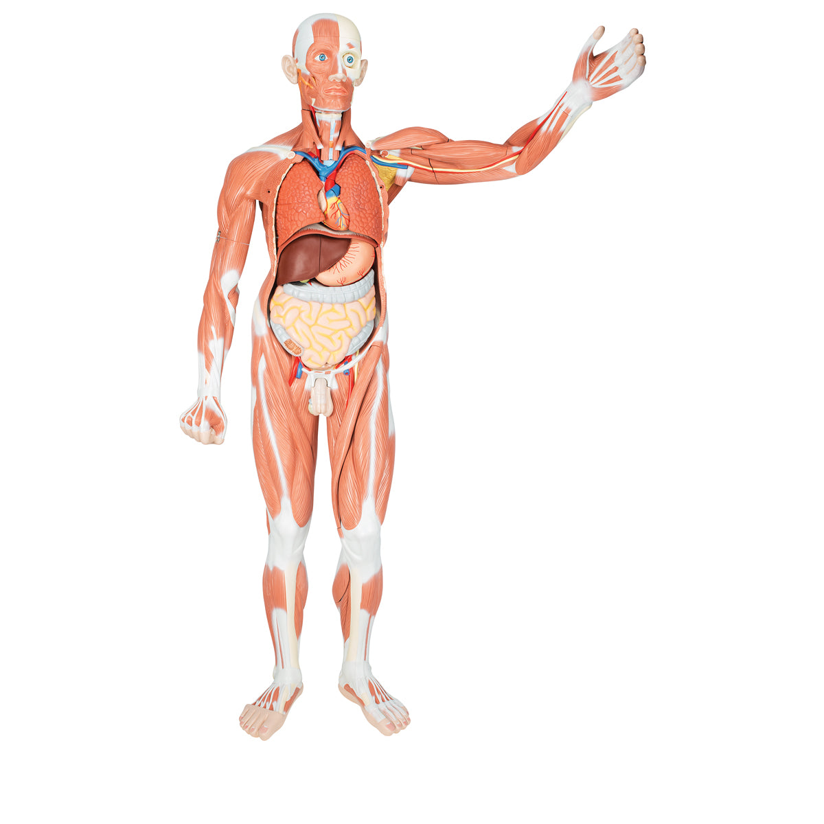 Male Muscular Anatomy Model, Life-Size, 37-Part