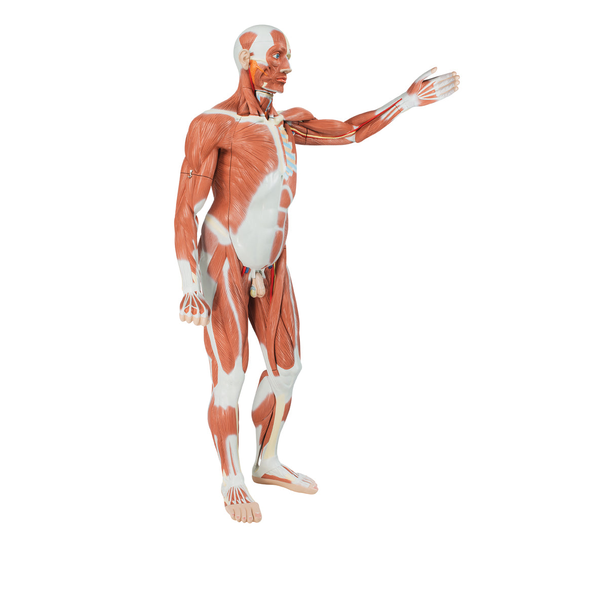 Male Muscular Anatomy Model, Life-Size, 37-Part