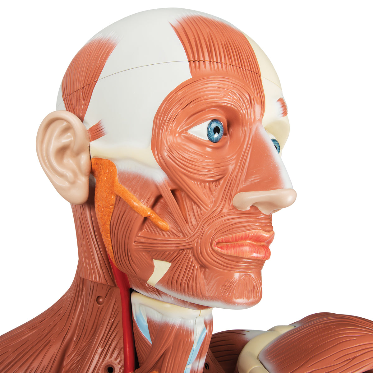 Male Muscular Anatomy Model, Life-Size, 37-Part