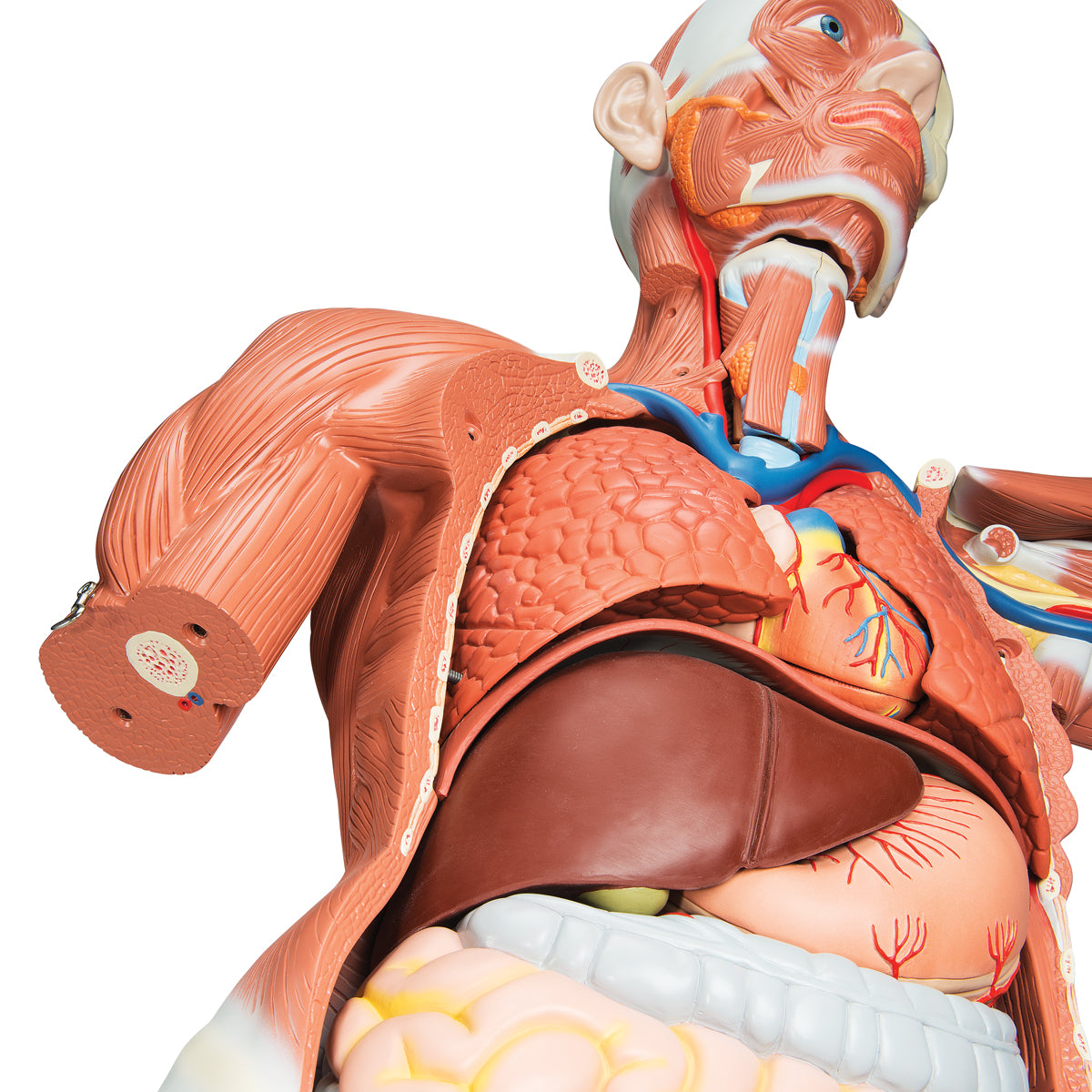 Male Muscular Anatomy Model, Life-Size, 37-Part