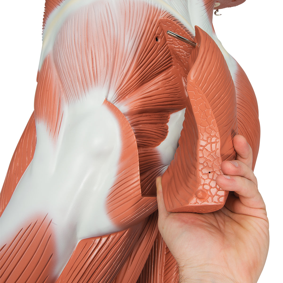 Male Muscular Anatomy Model, Life-Size, 37-Part