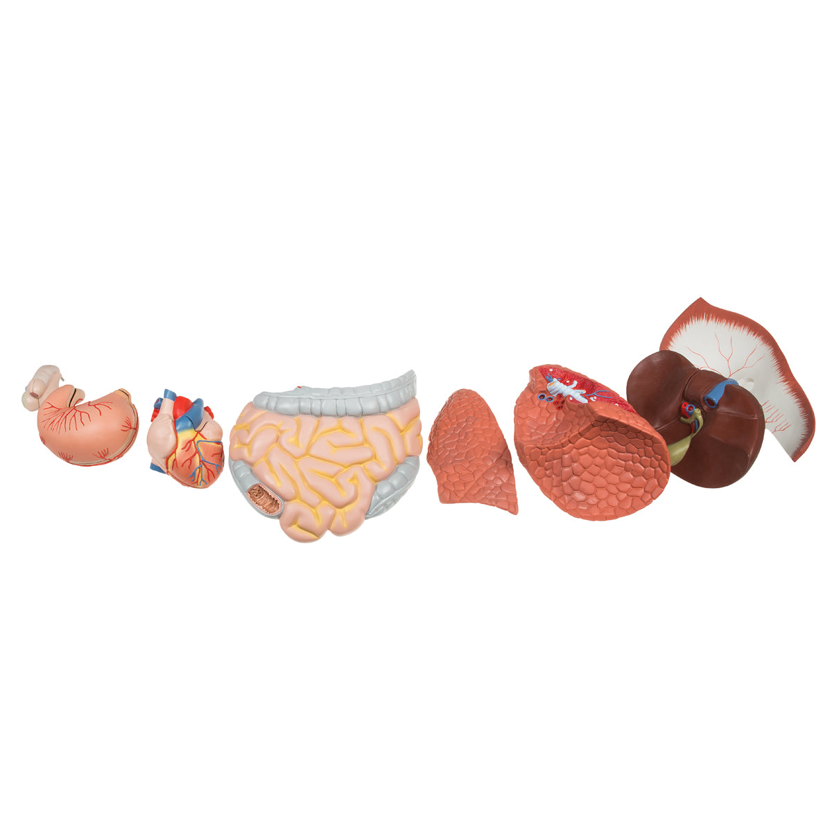 Male Muscular Anatomy Model, Life-Size, 37-Part