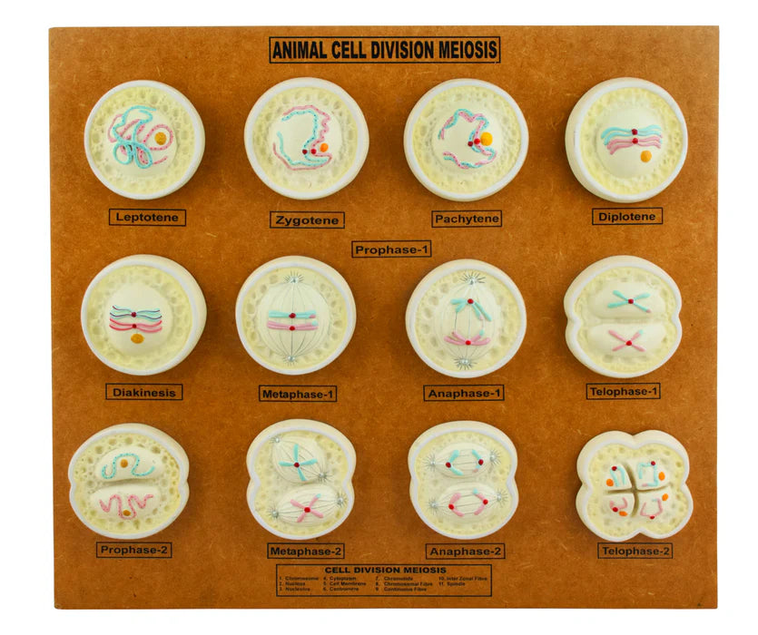 Animal Cell Meiosis Model
