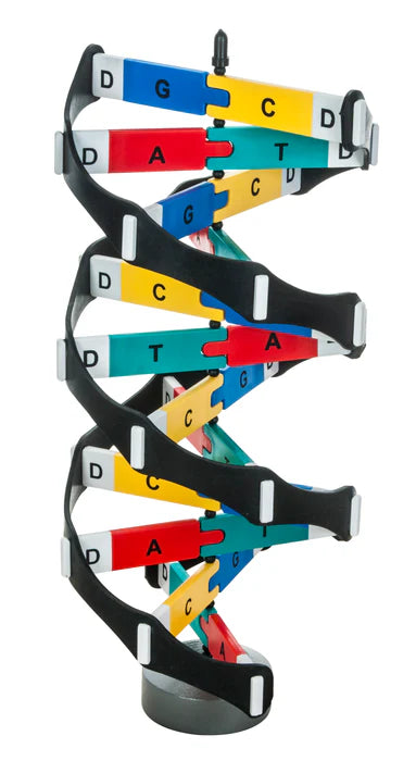 DNA Model Kit