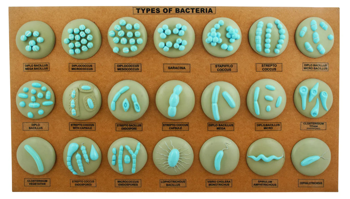 Types of Bacteria Model - 21 Different Models Mounted on Board
