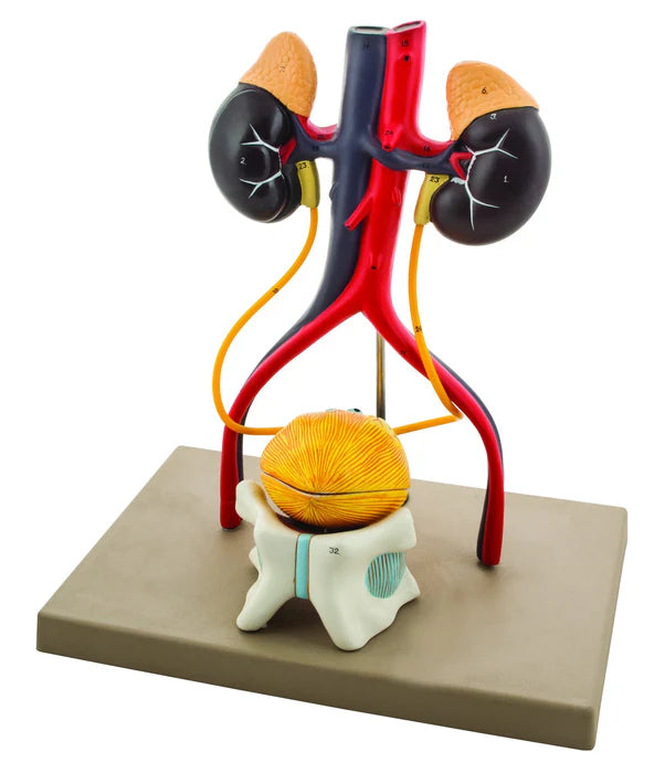 Life-Size Male Urinary System Model, 5 Parts