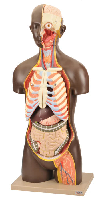 Life-Size Genderless Human Torso, 13 Parts