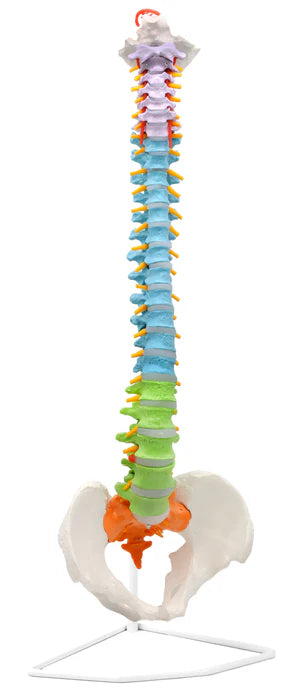 Flexible Human Spine Model 31.5" Includes Mount