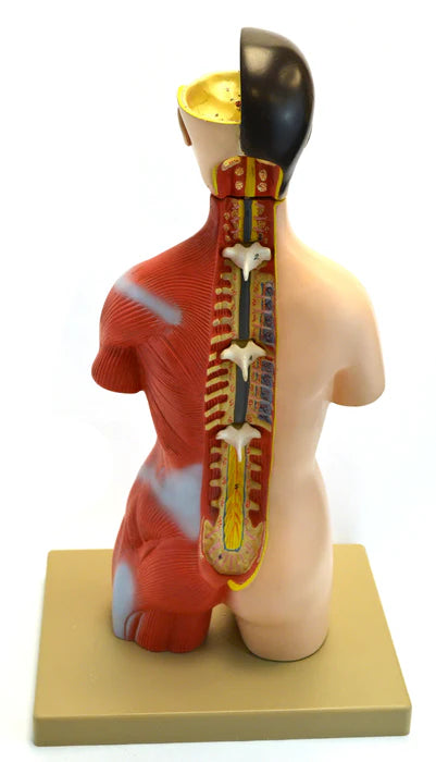 Adult Half-Size Torso Model with Head, 16 parts