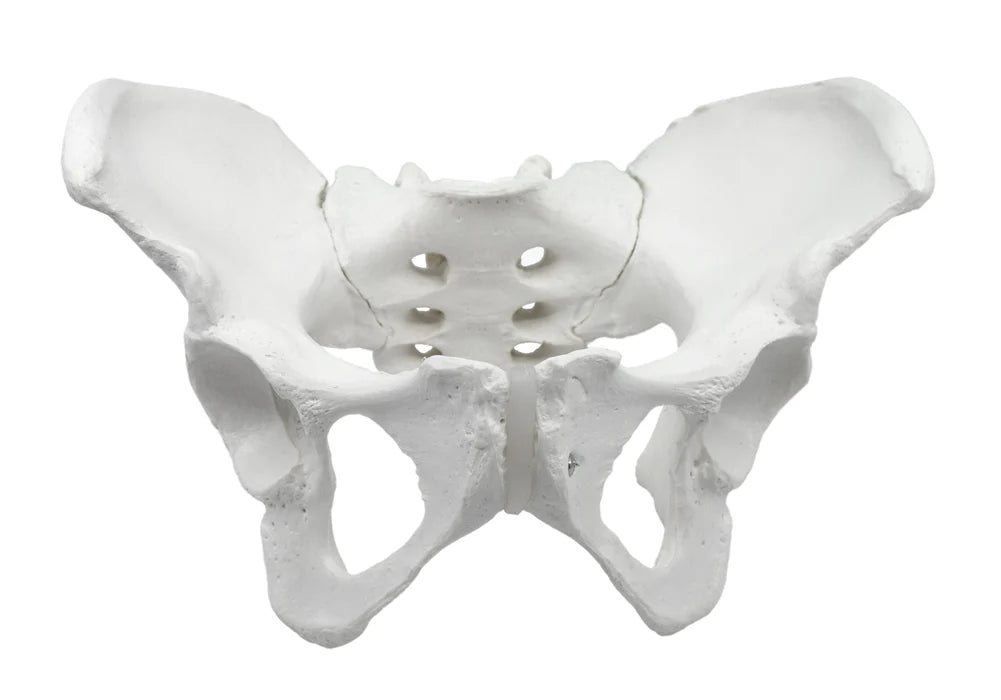 Female Pelvis Model Life Size, 3D Rendering