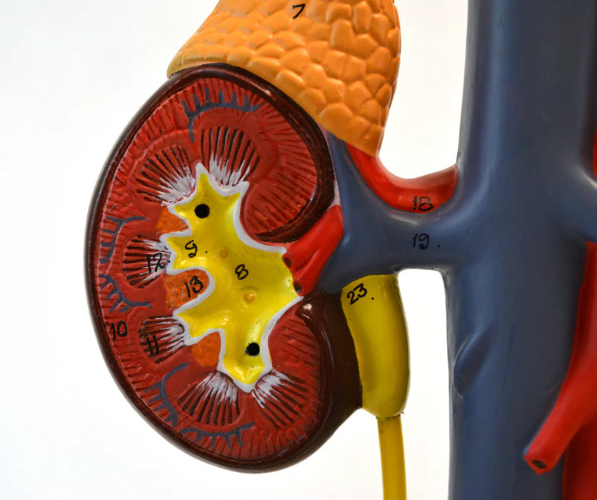 Life-Size Male Urinary System Model, 5 Parts