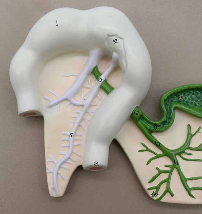 Human Pancreatic Duct Model 3 Dimensional