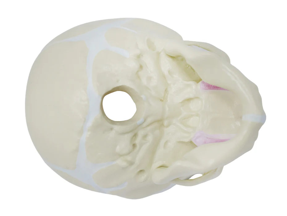 Life-Size Infant Human Skull Model with Articulated Mandible