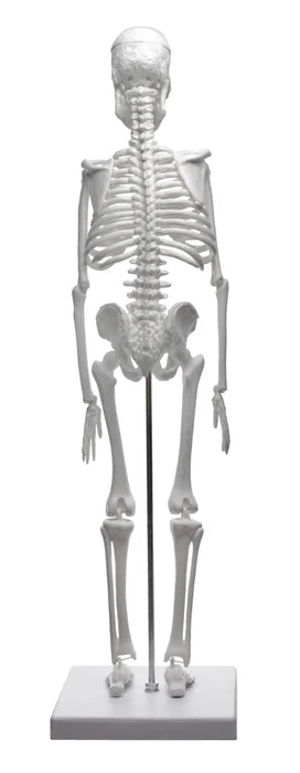 Miniature Human Skeleton Model, 17.5" Tall with Rod Mount & Stand