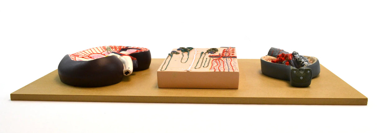 Kidney Section Model, Nephrons & Blood Vessels & Kidney Glomerulus