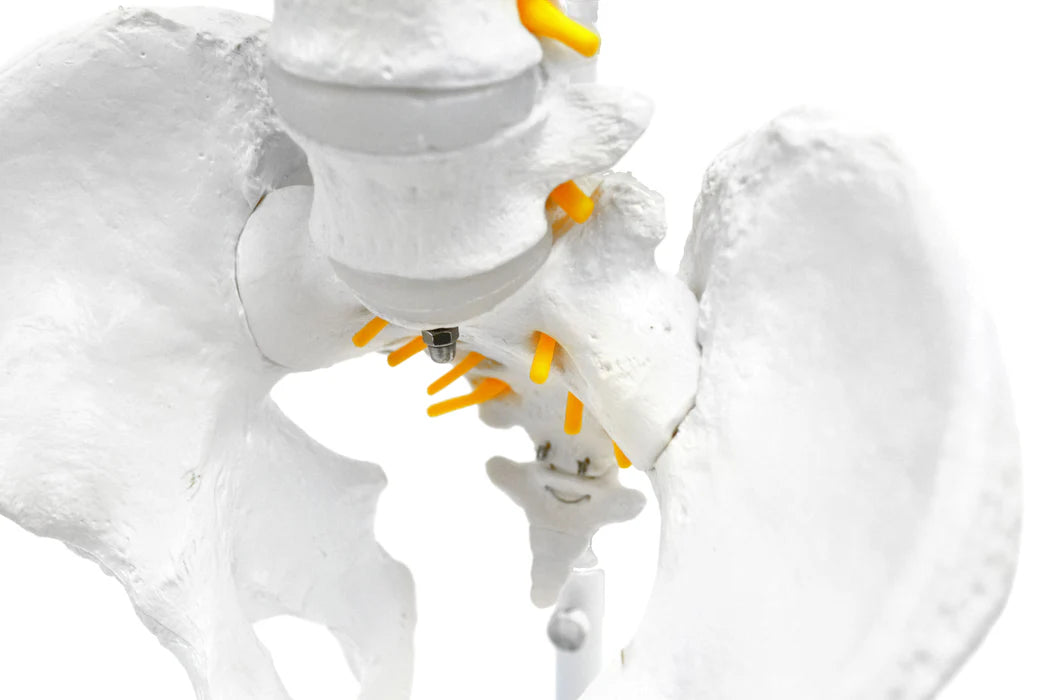 Flexible Human Spine Model 31.5" Includes Mount