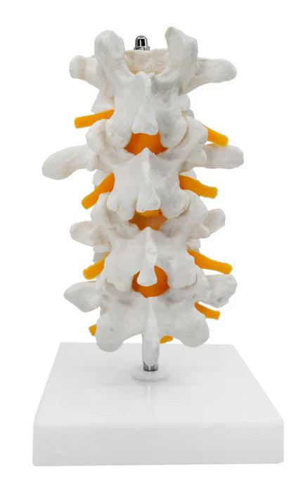 4 Lumbar Vertebrae with Nerve Branches Model 7.25" Tall on Base