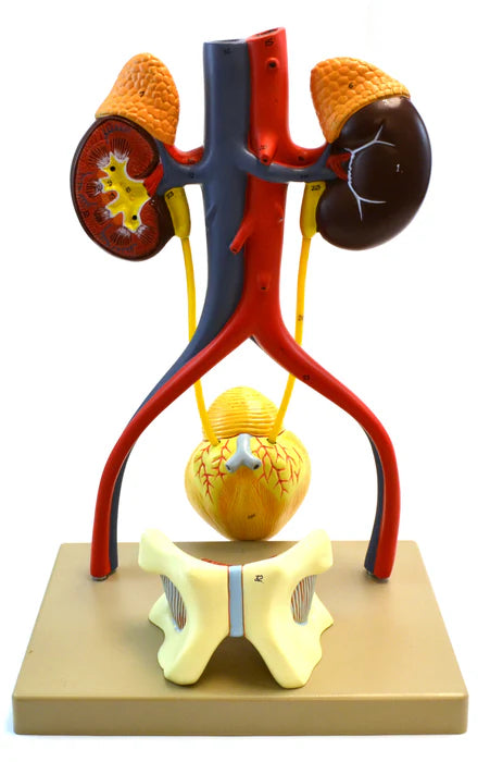 Life-Size Male Urinary System Model, 5 Parts
