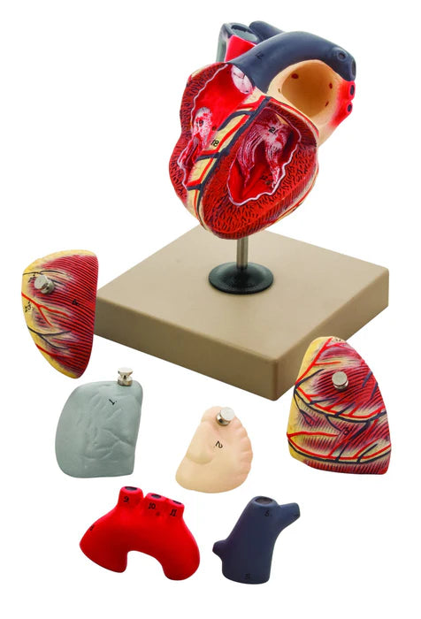 Human Heart Model - 7 Parts