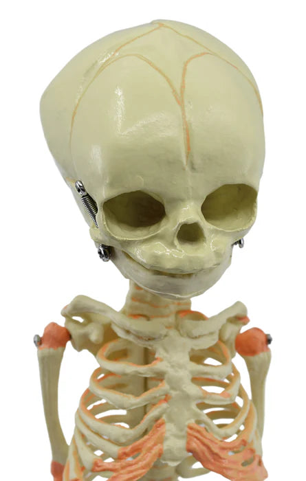 Mini Size Infant Fetus Skeleton Model, Single Skull, Rod Mounted