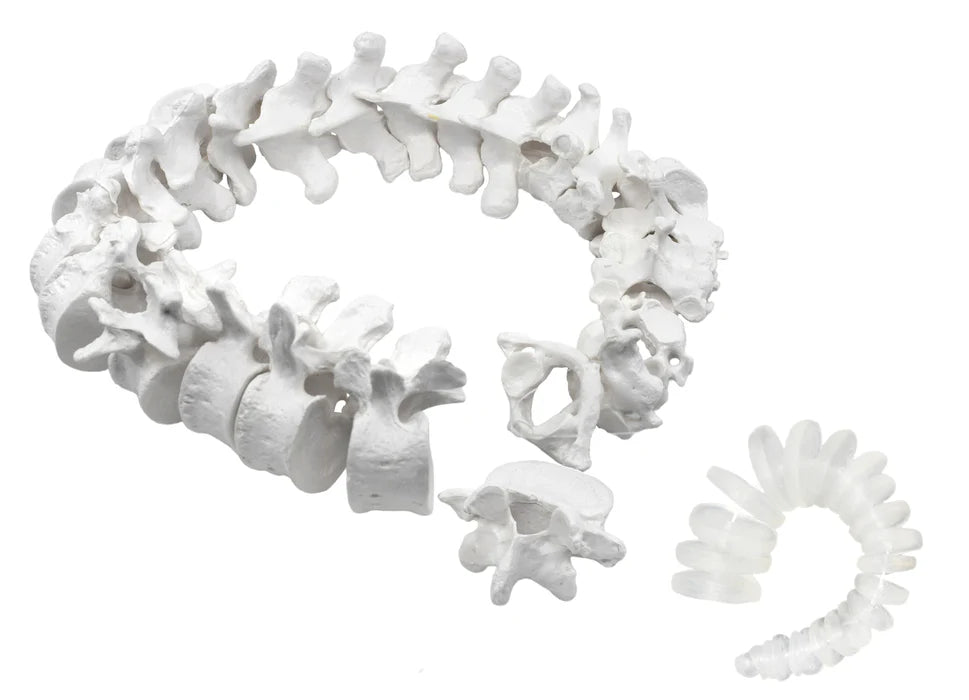 Disarticulated Human Spine Model, 47 Parts