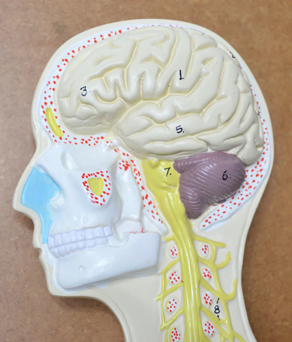 Nervous System Model, 32 Inch Mounted