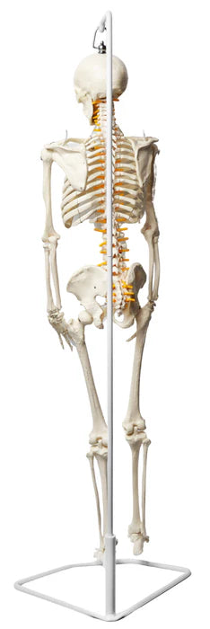Human Skeleton Model Half Size with Nerve Endings, Hanging Mount