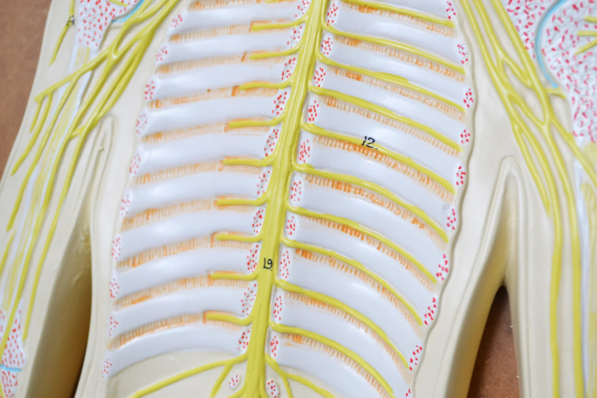 Nervous System Model, 32 Inch Mounted