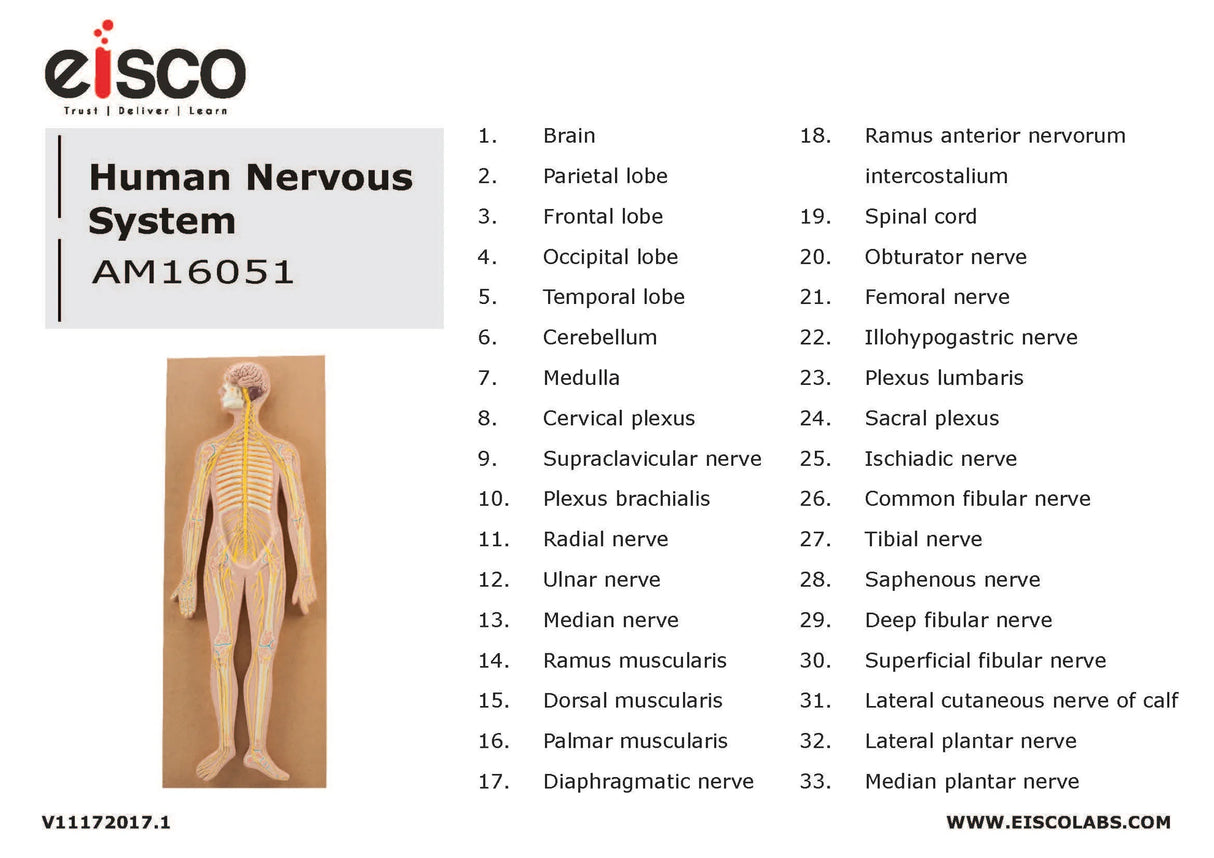 Nervous System Model, 32 Inch Mounted