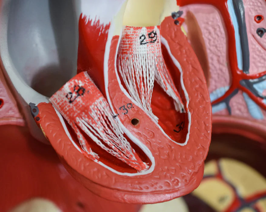 Life-Size Genderless Human Torso Model, 8 Parts