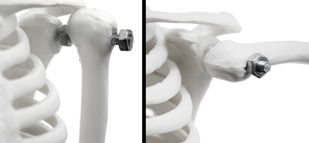 Miniature Human Skeleton Model, 17.5" Tall with Rod Mount & Stand