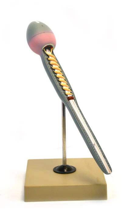 Human Sperm Greatly Magnified (15" Long), On stand