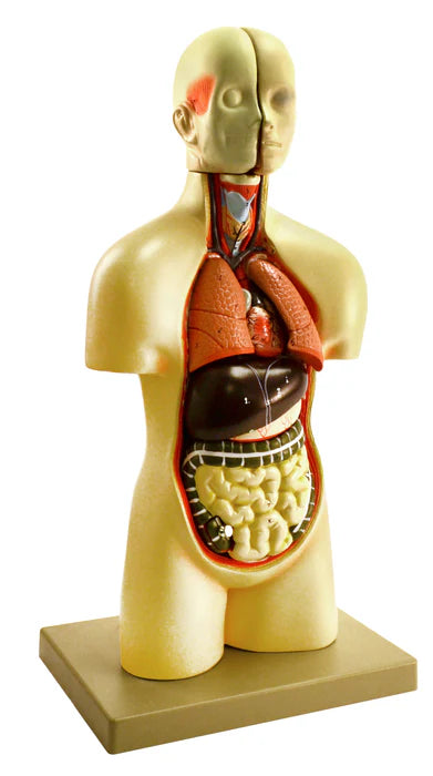 Miniature Human Torso Model Genderless, 12 Parts