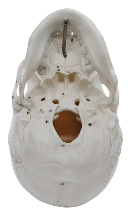 Full-Size Adult Human Skull Model with Removable Skull Cap, 3 Parts