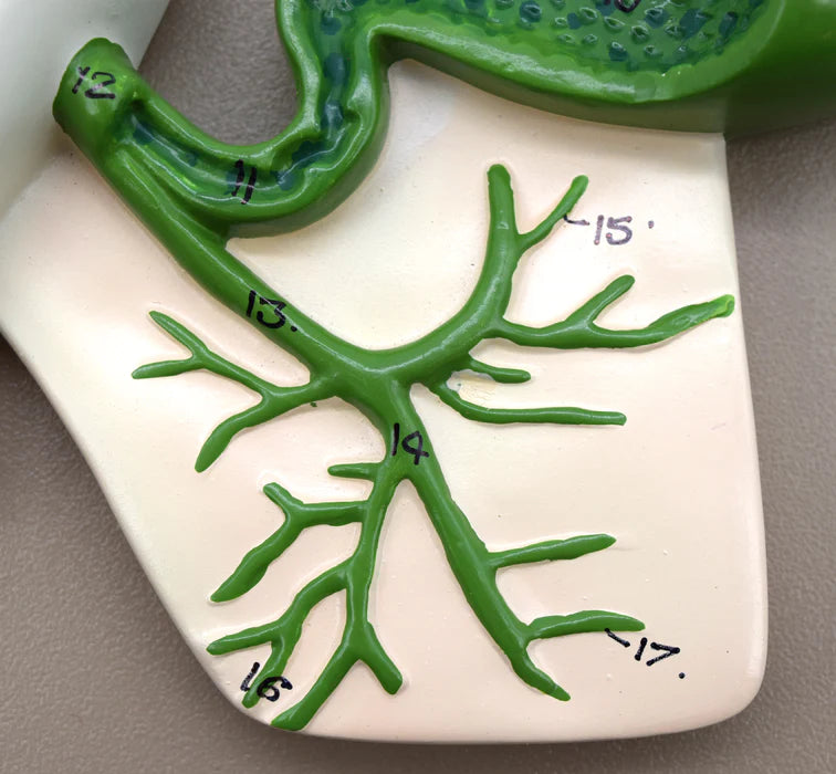Human Pancreatic Duct Model 3 Dimensional