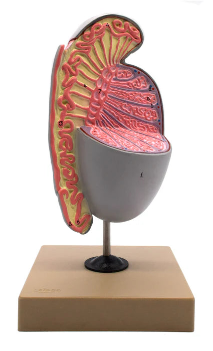 Human Testicle Model 3 Dimensional with Hand Painted Details