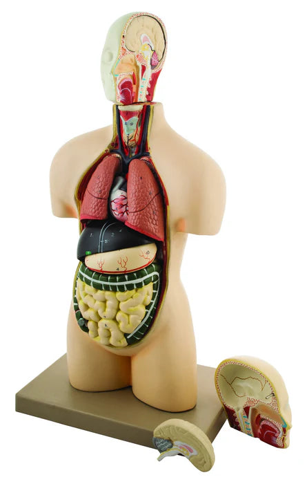 Half-Size Human Torso Model with Dissectable Head, 11 Parts