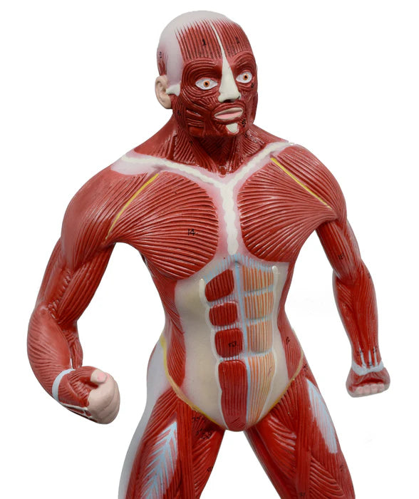 Muscular Body Anatomical Model, 1/4 Life-Size